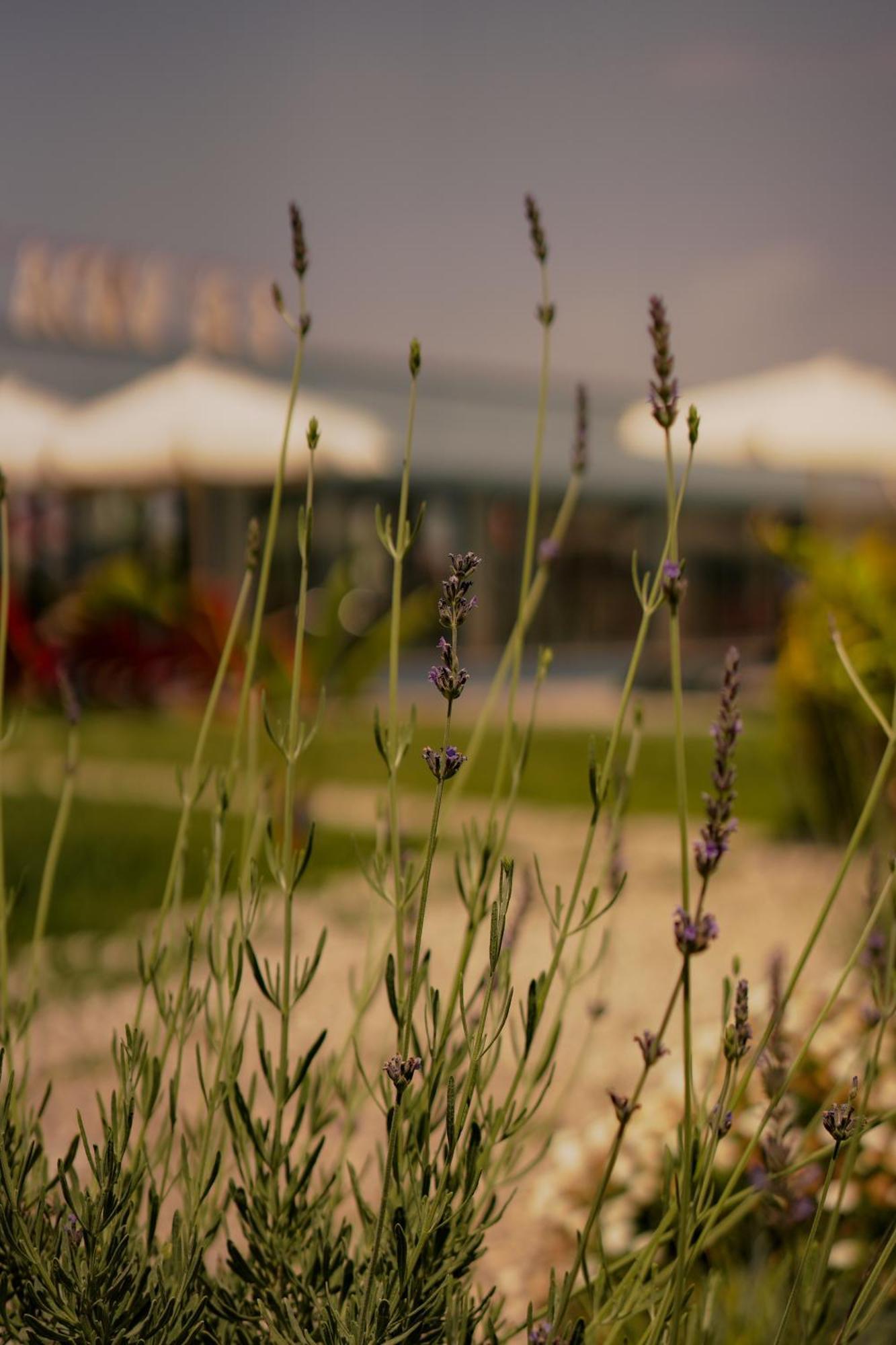 La Vida Otel Urla Exterior foto